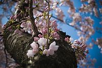 Fauna & Flora: cherry blossom festival