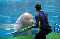 Fauna & Flora: white dolphin painter