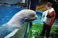 Fauna & Flora: white dolphin painter