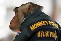 Fauna & Flora: Monkey police, Thailand