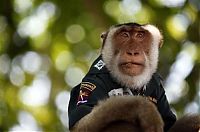 Fauna & Flora: Monkey police, Thailand