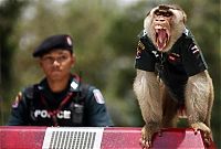 Fauna & Flora: Monkey police, Thailand