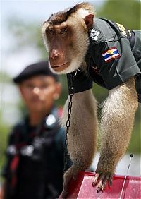 Fauna & Flora: Monkey police, Thailand