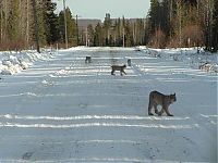 Fauna & Flora: hungry lynx