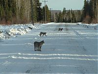 Fauna & Flora: hungry lynx