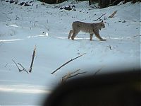 Fauna & Flora: hungry lynx