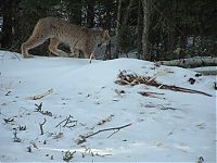 TopRq.com search results: hungry lynx