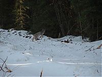 Fauna & Flora: hungry lynx