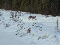 Fauna & Flora: hungry lynx