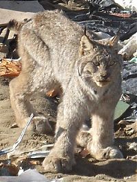 Fauna & Flora: hungry lynx