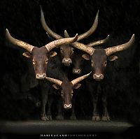 Fauna & Flora: animal photography