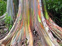 Fauna & Flora: Rainbow Eucalyptus, Mindanao Gum, New Guinea