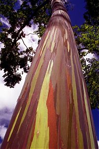 Fauna & Flora: Rainbow Eucalyptus, Mindanao Gum, New Guinea