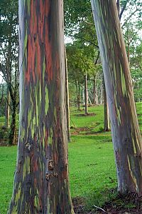 Fauna & Flora: Rainbow Eucalyptus, Mindanao Gum, New Guinea