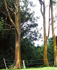Fauna & Flora: Rainbow Eucalyptus, Mindanao Gum, New Guinea