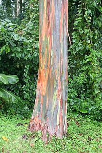 Fauna & Flora: Rainbow Eucalyptus, Mindanao Gum, New Guinea