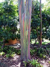 Fauna & Flora: Rainbow Eucalyptus, Mindanao Gum, New Guinea