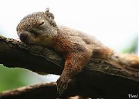 Fauna & Flora: lazy squirrel