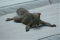 Fauna & Flora: lazy squirrel