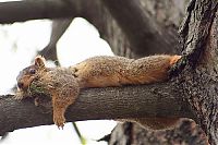 Fauna & Flora: lazy squirrel