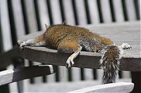 Fauna & Flora: lazy squirrel