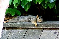 Fauna & Flora: lazy squirrel