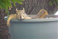 Fauna & Flora: lazy squirrel