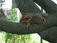 Fauna & Flora: lazy squirrel