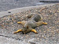 TopRq.com search results: lazy squirrel