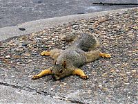 Fauna & Flora: lazy squirrel