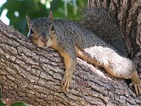 Fauna & Flora: lazy squirrel