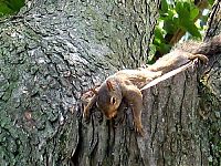 Fauna & Flora: lazy squirrel