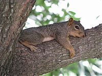 Fauna & Flora: lazy squirrel