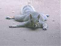 Fauna & Flora: lazy squirrel