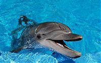 TopRq.com search results: swimming with dolphins