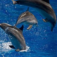 TopRq.com search results: swimming with dolphins