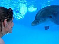 TopRq.com search results: swimming with dolphins