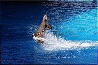 TopRq.com search results: swimming with dolphins