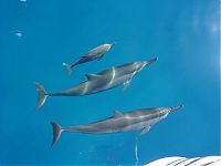 Fauna & Flora: swimming with dolphins