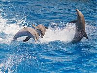 Fauna & Flora: swimming with dolphins