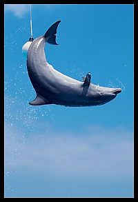 TopRq.com search results: swimming with dolphins