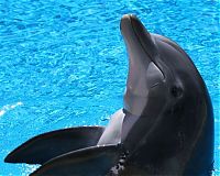 TopRq.com search results: swimming with dolphins