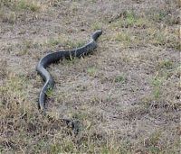 Fauna & Flora: snake ate another smaller snake
