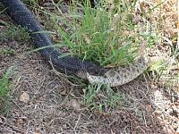 Fauna & Flora: snake ate another smaller snake