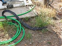 Fauna & Flora: snake ate another smaller snake