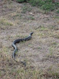 Fauna & Flora: snake ate another smaller snake