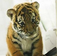 TopRq.com search results: small tiger