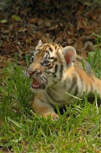 Fauna & Flora: small tiger