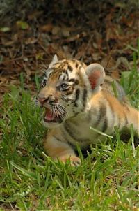 TopRq.com search results: small tiger