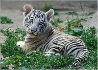 Fauna & Flora: small tiger